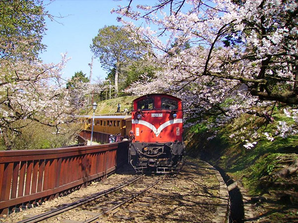 대만 가오슝+아리산 4일 [NO쇼핑][NO옵션] #산악열차 #산림욕 #야시장